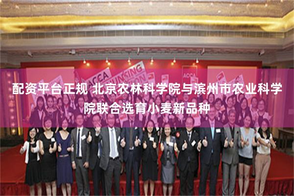 配资平台正规 北京农林科学院与滨州市农业科学院联合选育小麦新品种